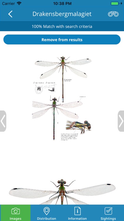 Dragonfly SA