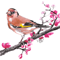 App Icon for Watercolor Birds Art Stickers App in Pakistan IOS App Store