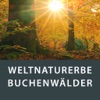 Weltnaturerbe Buchenwälder