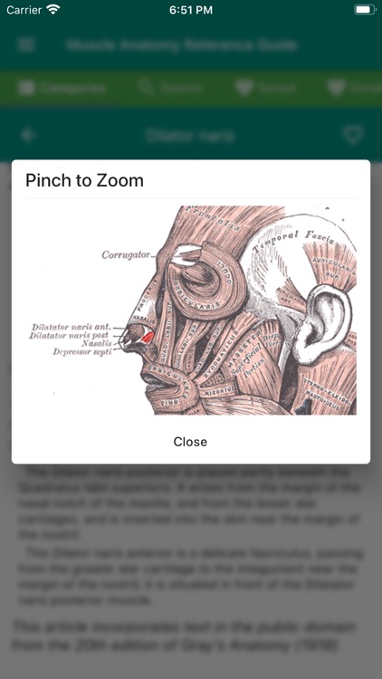 Muscle Anatomy Reference Guide screenshot-4