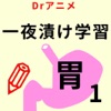 Drアニメ胃(Study Stomach)