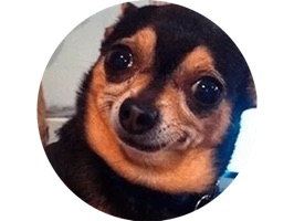 Best Dog Stickers HD for Chat