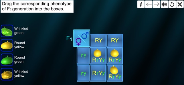 Dihybrid cross(圖4)-速報App