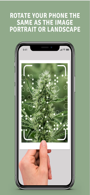 NorCal Cannabis(圖7)-速報App