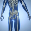 Skeletal System Quiz Trivia