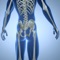 Test and improve your information answering the questions and learn new knowledge about human skeletal system by this app