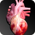 Top 37 Medical Apps Like Circulatory System 3D Anatomy - Best Alternatives