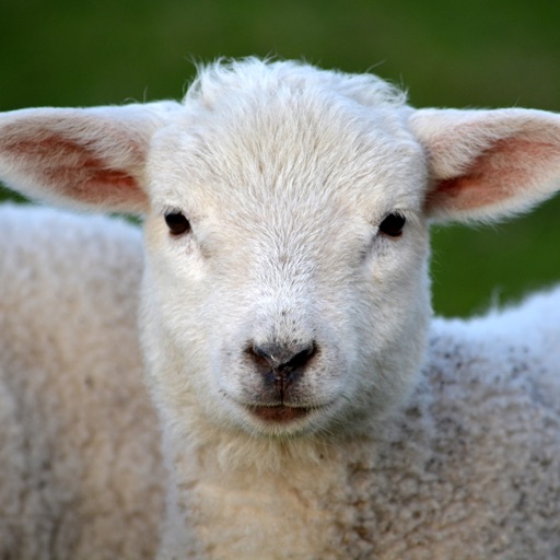 Sheep Sounds + Sheep Noises