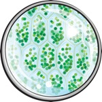 Health Blob
