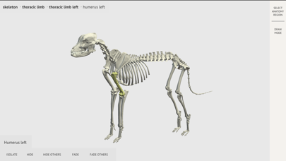 Dog Skeleton 3D Atlas screenshot 2
