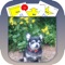 Pocket Rally Dog Obedience for the iPhone was completely rewritten with the new signs, descriptions and videos for the March, 2017 AKC changes