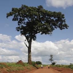 Useful Trees of East Africa
