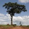 An information query tool for 109 tree species of East Africa, included 9 exotics and 100 indigenous species