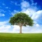 With this app you can easily identify deciduous trees