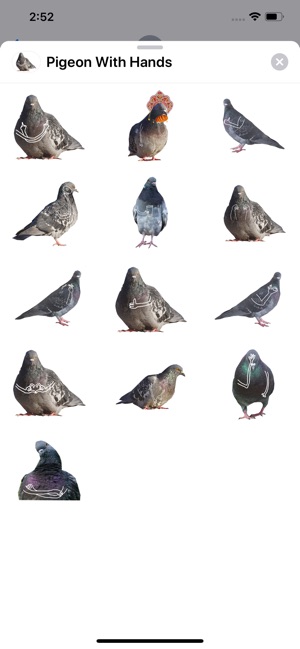 Pigeon With Hands(圖1)-速報App