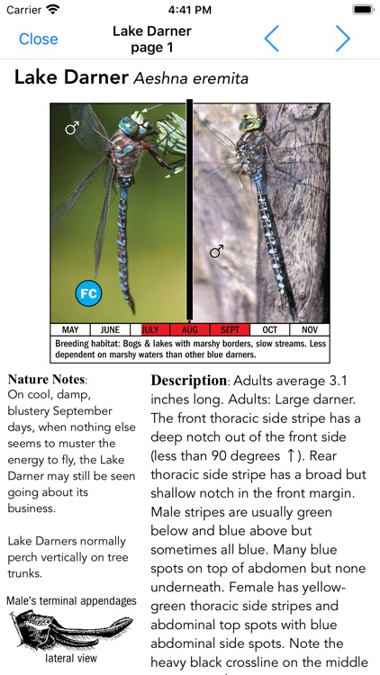 Dragonflies of the North Woods screenshot-4