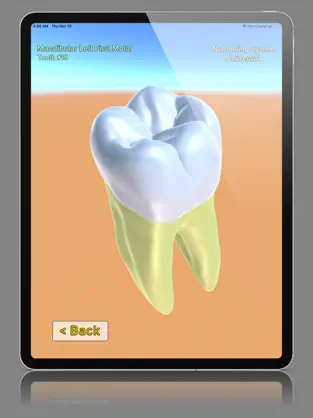 Imágen 2 3D Tooth Anatomy iphone