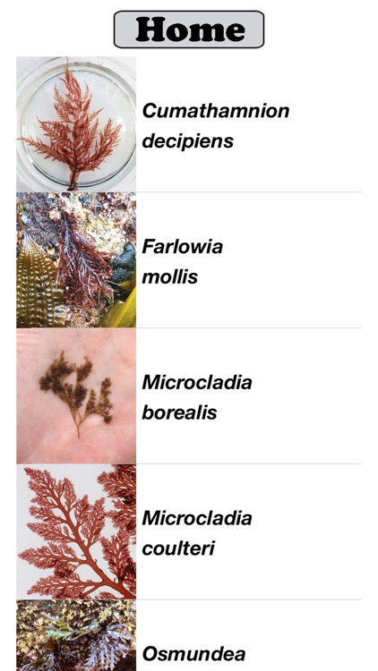 Seaweed Sorter screenshot-4