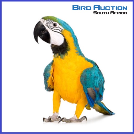 Bird Auction