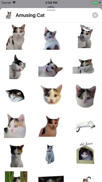 Amusing Cat Sticker Pack