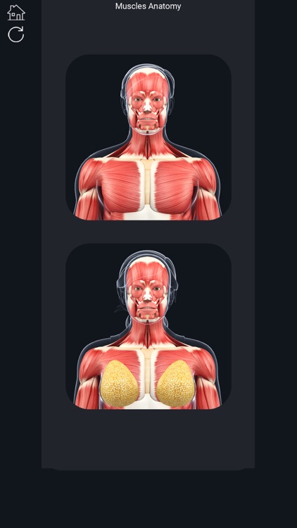 My Muscle Anatomy