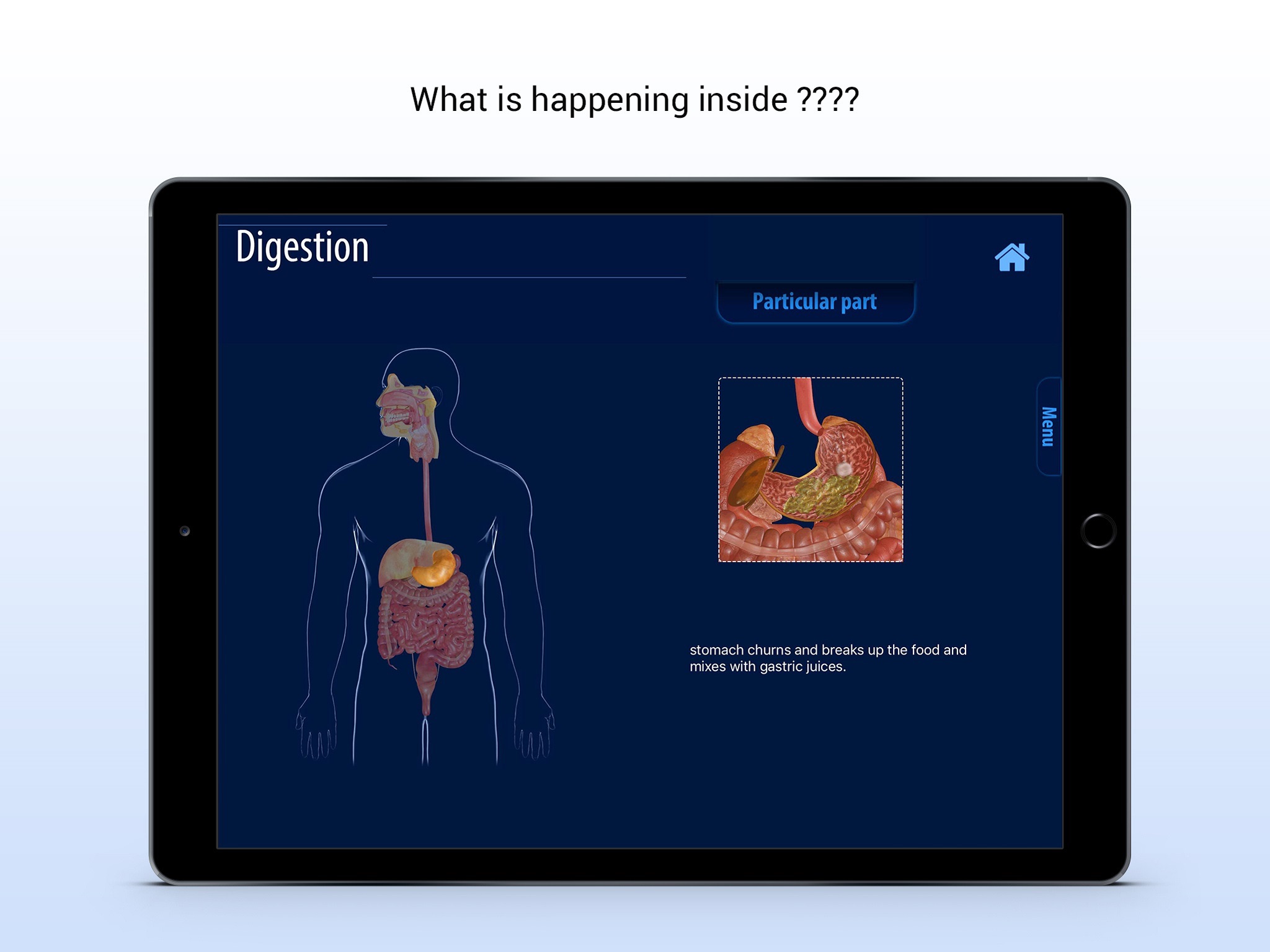 Human Digestive System screenshot 2