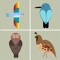 Learn about these colorful bird breeds with the help of flashcards