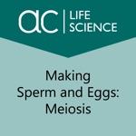 Making Sperm and Eggs Meiosis