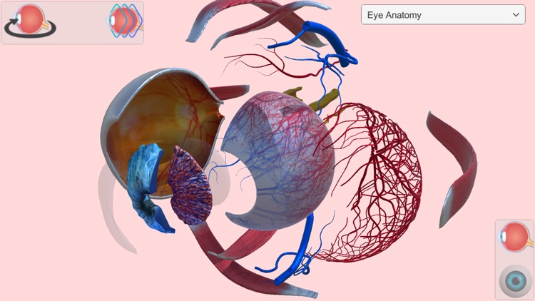 Eye Anatomy Atlas