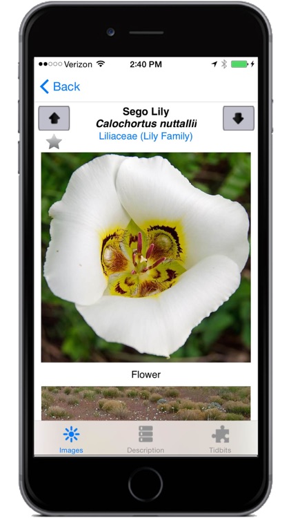 Flora of the Wasatch screenshot-3