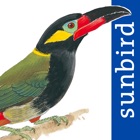 All Birds Guianas, Suriname, Guyana, French Guiana