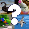 Get Bird Quiz - Birds of Australia for iOS, iPhone, iPad Aso Report