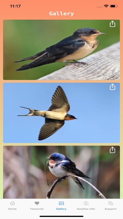 Swallow Squad