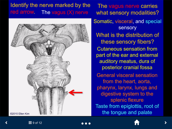 Neuroanatomy Lite - SecondLook