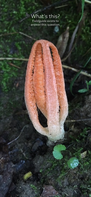 Fungi by Fieldguide(圖1)-速報App