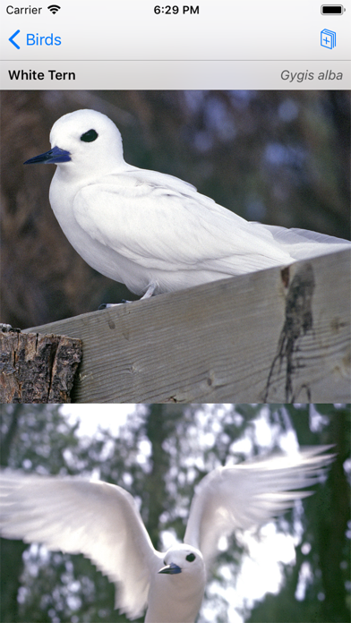 Palmyra Atoll Nature Guide screenshot 3