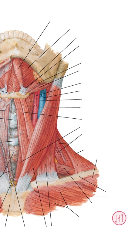 Anatomy Atlas, USMLE, Clinical