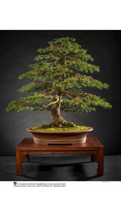 Esprit Bonsai screenshot1