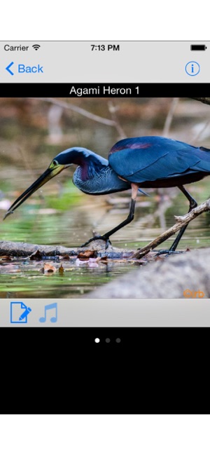 Costa Rica Birds