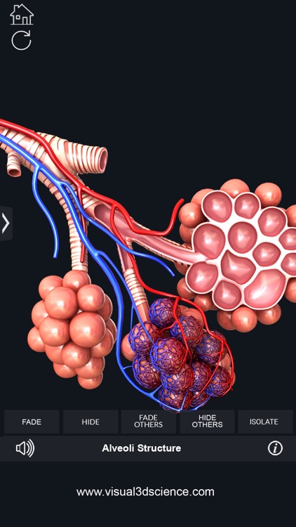 My Respiratory System Anatomy screenshot-7