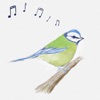 Bird Song ID (UK)