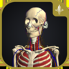 3D人体解剖学 - teamLabBody-TEAMLABBODY.inc
