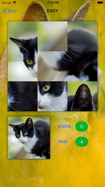 Love Cats App