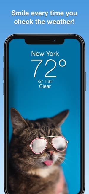 Lil BUB Cat Weather Report