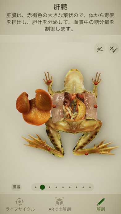 Froggipedia screenshot1