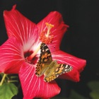 Top 28 Education Apps Like Painted Lady Butterflies - Best Alternatives