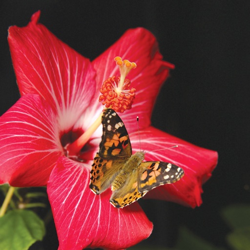 Painted Lady Butterflies icon