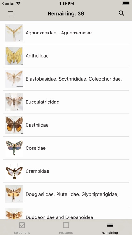 Lepidopteran Families