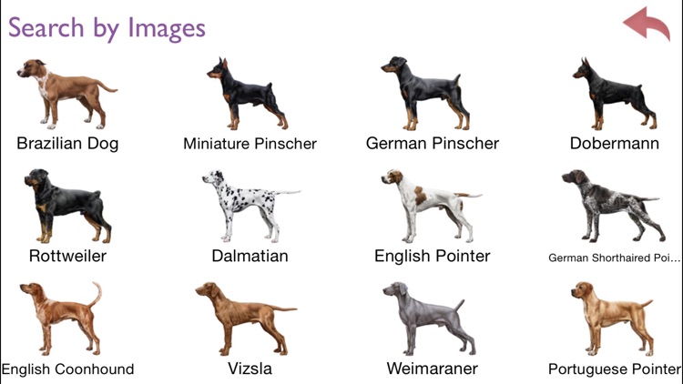 Dogs - Identification Guide