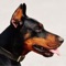 The “Doberman Sounds & Dog Sounds